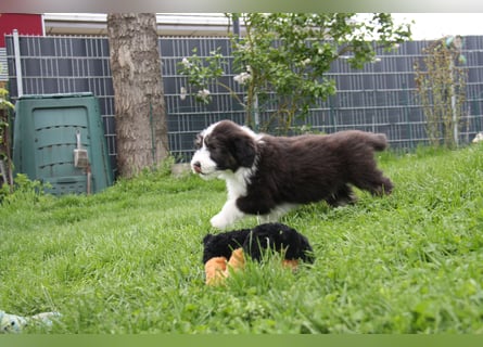 Bearded Collie Welpen, wir sind bereit für die Welt!