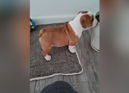 Englische Bulldogge  Welpen