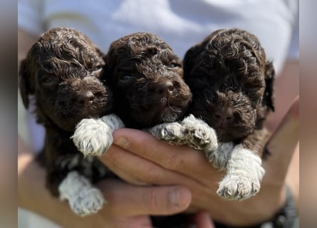 Lagotto Romagnolo, Welpen von ausgezeichneter Qualität