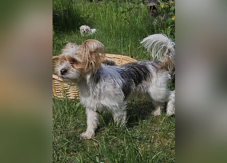 Shih Tzu Mix Welpen vom 18.03.25