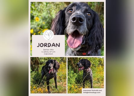 Jordan,kinderlieber, verschmuster English-Setter-Mix