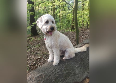 Goldendoodle Rüde