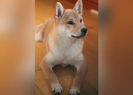 Schöne rote Shiba inu Welpe MEI,  mit FCI dokumenten