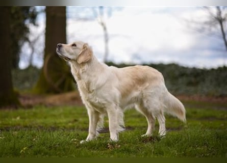 Golden Retriever creme-weiss