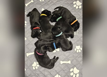 Riesenschnauzer schwarz Welpen des A-Wurf's am 02.07.25 gefallen