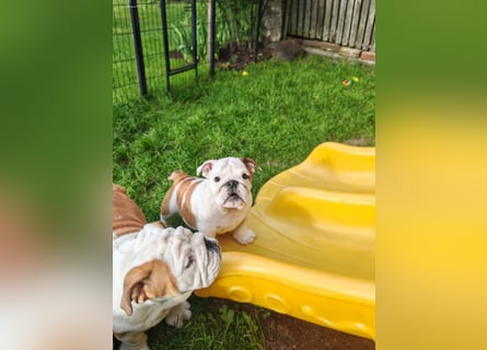 Englische Bulldogge Welpen mit FCI Papiere