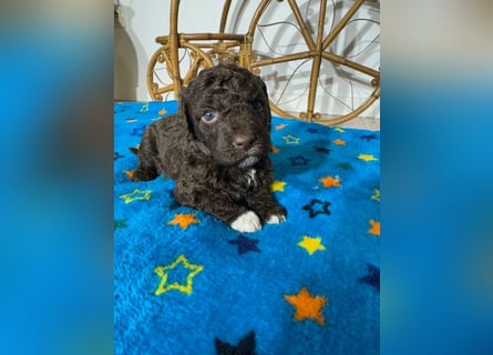 Lagotto Romagnolo Puppy FCI