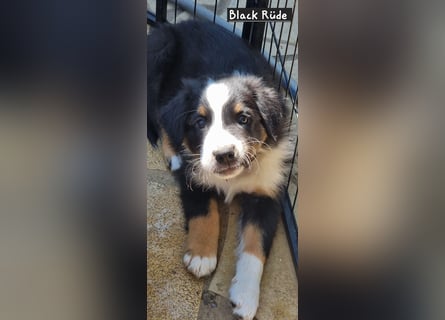 Australian Shepherd Welpen bald abgabebereit!
