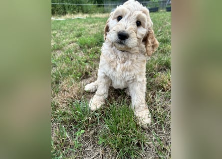 schöne Labradoodle F1B Hündin sucht ihre Familie