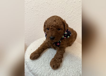 Kleine Toy Pudel rot braun (asiatische Linie)
