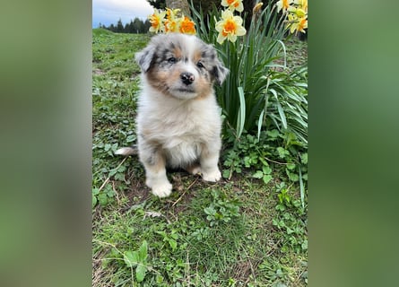 Australian Shepherd Welpen