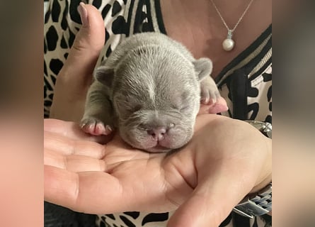 Süsse Französische Bulldoggenbabies sind da!