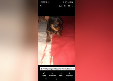 Yorkshire terrier kleinbleibend