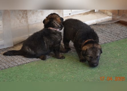 Dunkelgraue Schäferhunde aus Kör-u.Leistungzucht