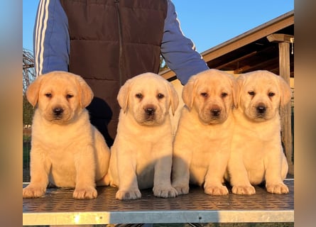 Labrador retriever, mit Lieferung,  FCI Papieren.