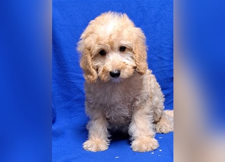 Goldendoodle F1b in Medium