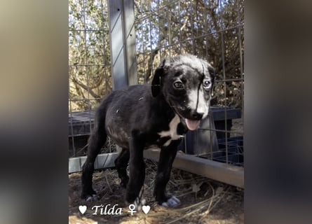 Teddy und seine Geschwister suchen ab September ein Zuhause