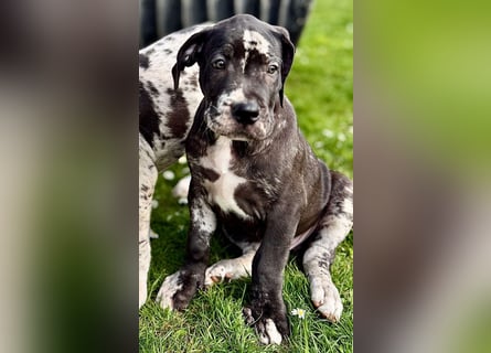 Superschöne nicht ganz reinrassige Deutsche Doggenwelpen können bald ausziehen