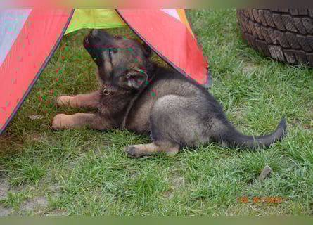 Dunkelgraue Schäferhunde aus Kör-u.Leistungzucht