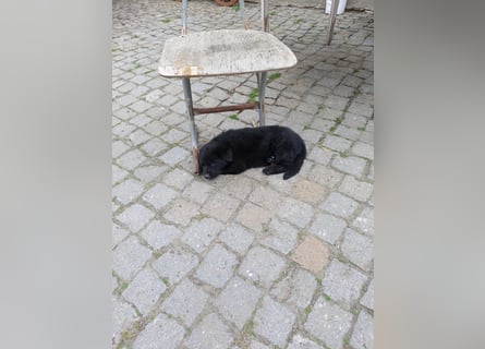 Schäferhund-Mischlingswelpen
