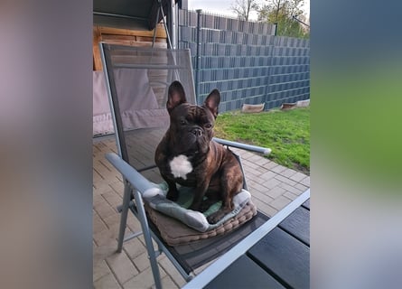 Deckrüde Französische Bulldogge