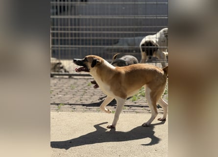 Die liebenswerte BOUNTY sucht ihr Zuhause!