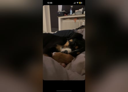 Suße hundin zu verkaufen