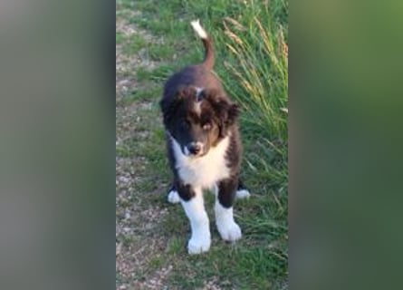 Australian Shepherd Welpe (reinrassig)