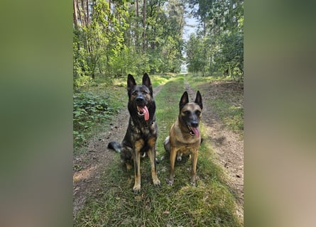 4 jähriger DSH in grau IGP 3, SV Papiere sucht ein neues zu Hause