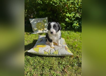 Border Collie welpen 