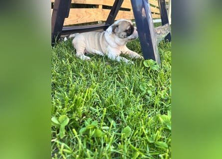 Zuckersüße Freiatmige Bulldoggenwelpen
