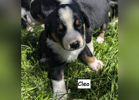 Appenzeller Sennenhund Welpen