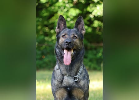 4 jähriger DSH in grau IGP 3, SV Papiere sucht ein neues zu Hause