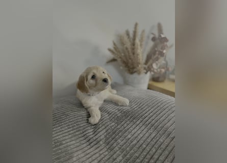 Cavapoo Welpen