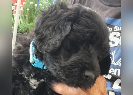 Portugiesischer Wasserhund-Welpe aus der Welpenkrippe®