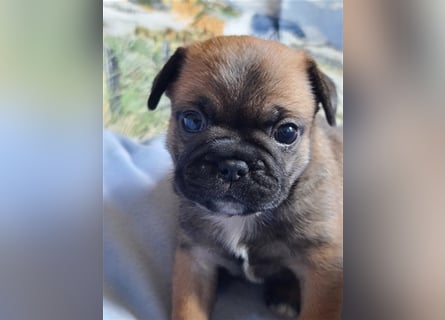 Allerliebste FROPS Kinder (Französische Bulldogge und Mops)