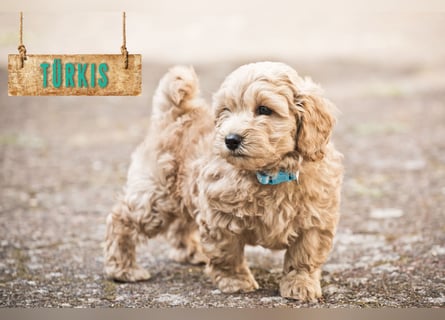 5 Wunderschöne Maltipoo-Welpen suchen ein neues, liebevolles Zuhause!