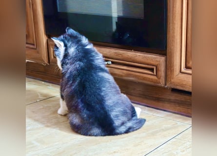 FCI Pedigree Blue Eyed Black & White Siberian Husky 