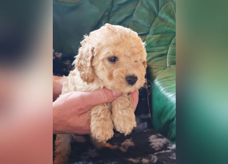 Wunderschöne Maltipoo Welpen