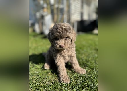 Rüde Pudel Welpen - Male Poodle Puppy