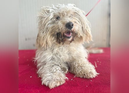 (R) ❤️ superliebe kleine MIMI - 7 Jahre, 30cm - Havaneser-Mix