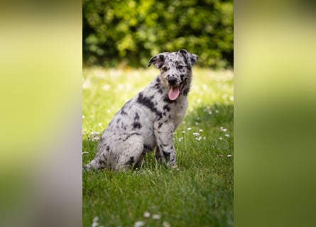 Süße Border Collie -Mudi mix Welpen