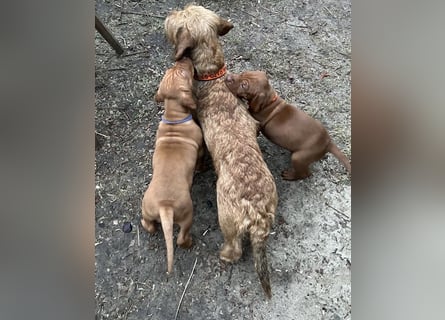Magyar Vizsla aus Jagdlicher Leistungszucht. Ein Rüde sucht noch sein perfektes Zuhause