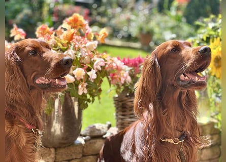 Irish Setter Welpen mit Papieren