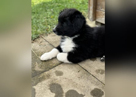 Australian Shepherd Welpen in  Black Bi