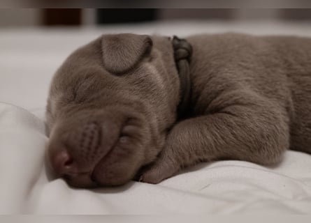 Weimaraner-Mix Welpen aus liebevoller Verpaarung – 12 kleine Wunder suchen ihr Zuhause