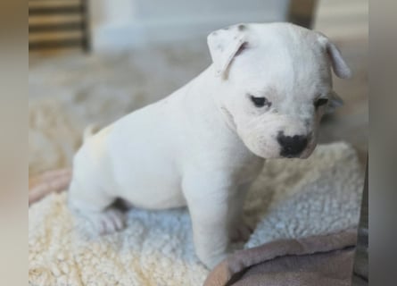 American Bulldog Welpen aus Hybrid/Standard Verpaarung ab Mitte Juni abzugeben, www.cocodin-bulls.de