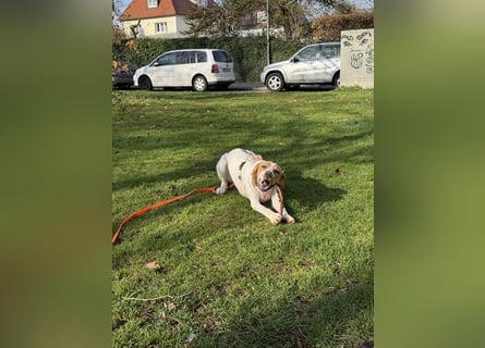 Milka sucht ein neues Zuhause