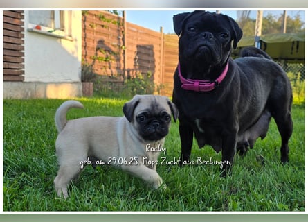 Mops Welpen
