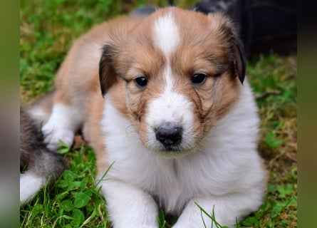 Colliewelpen aus über 40Jahren Zucht